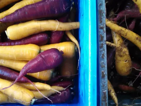 new carrot peeler AX-18 auto feed carrot washing