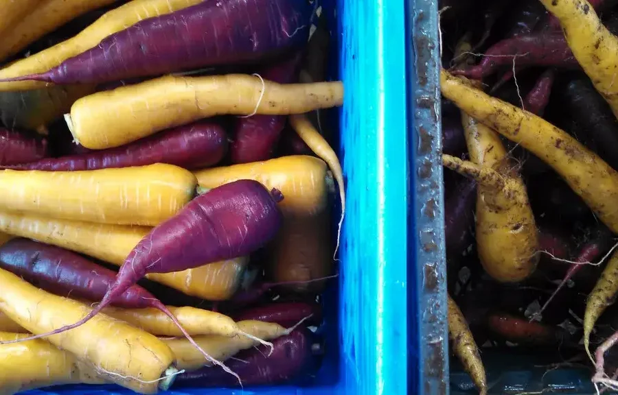 new carrot peeler AX-18 auto feed carrot washing