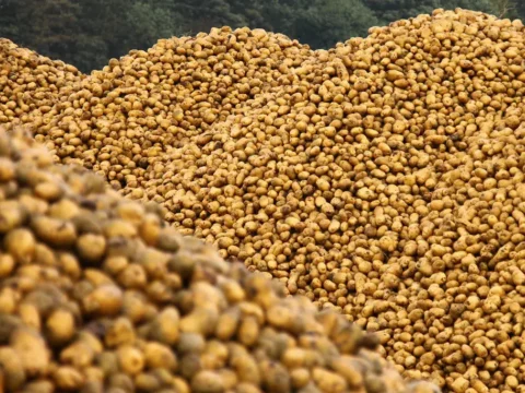 industrial potato peeling machine TP-5000 for food processing