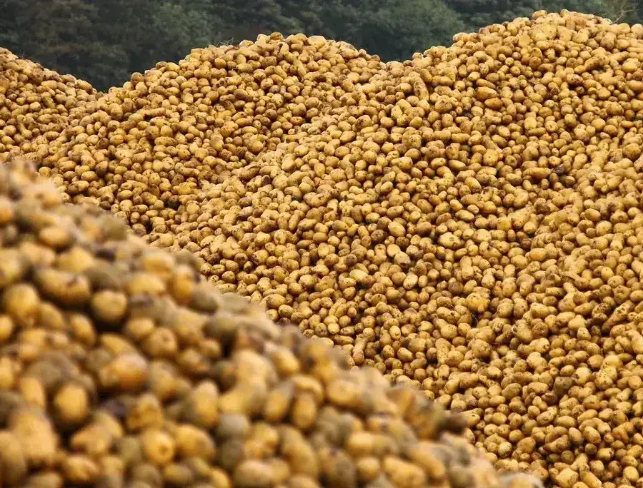industrial potato peeling machine TP-5000 for food processing