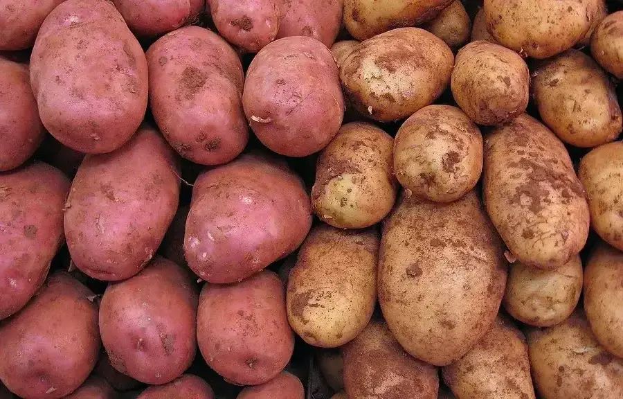 export potato peeling machine LXC-198 99% peeling rate
